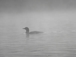 loon on a foggy lake